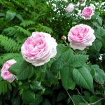 Pink Hybrid Tea rose of Rosa odorata cultivar on the bush in the garden. Beautiful juicy greens with a contrasting rosa flower close-up in summer or spring