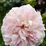 A pale pink rose at spring time. Duchesse de Montebello originated in France, 1829.