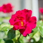 red wild rose flower