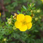 Shrubby cinquefoil, Tundra rose, Golden hardhack, Dasiphora fruticosa, flower on shrub, macro, selective focus
