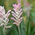 Closeup of kangaroo paw plant