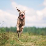 Happy Weimaraner dog playing in summer field