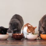 Domestic cats eat pet food on the floor from bowls