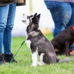 woman with a husky puppy at the puppy school