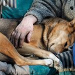 Young beautiful couple with dog sitting on the sofa at new home around cardboard boxes