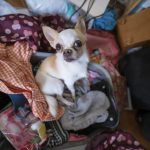 Young beautiful couple with dog sitting on the sofa at new home around cardboard boxes