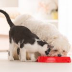 Young beautiful couple with dog sitting on the sofa at new home around cardboard boxes