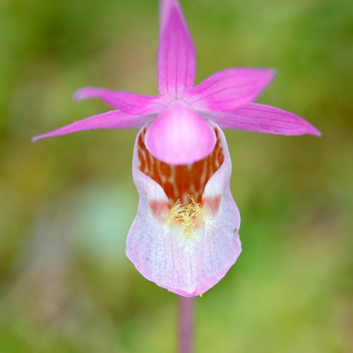 Calypso Orchid (Calypso bulbosa) - Higher Communication