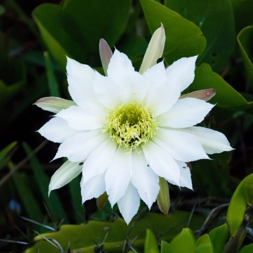 Cereus Cactus (C. jusberti) - Breakthrough