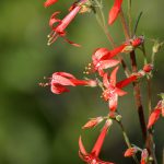 Flower-Gilia_Scarlet