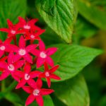 Flower-Ginseng