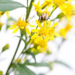 Flower-Golden_Rod