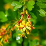 Flower-Gooseberry