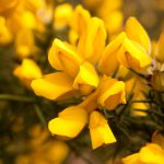 Flower-Gorse