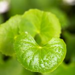 Flower-Gotu_Kola