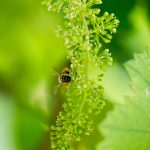 Flower-Grape