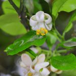Flower-Grapefruit