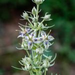 Flower-Green_Gentian