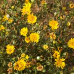 Flower-Gumplant