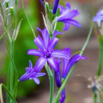 Flower-Harvest_Brodiaea