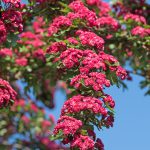 Flower-Hawthorne_English