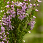 Flower-Heather