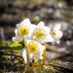Flower-Helleborus(Black)