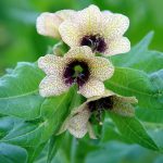 Flower-Henbane