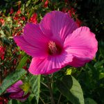 Flower-Hibiscus
