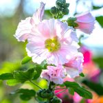 Flower-Hollyhock