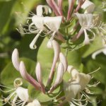 Flower-Honeysuckle