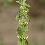Flower-Horehound
