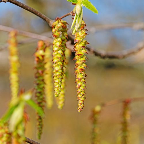 Hornbeam (Carpinus betulus) - Procrastination