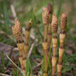 Flower-Horsetail