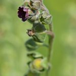 Flower-Hounds_Tongue