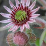 Flower-Houseleek