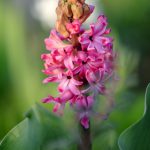 Flower-Hyacinth