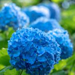 Flower-Hydrangea