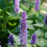 Flower-Hyssop