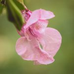 Flower-Impatiens