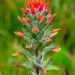 Flower-Indian_Paintbrush