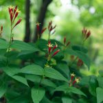 Flower-Indian_Pink