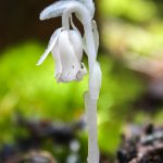 Flower-Indian_Pipe