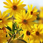 Flower-Jerusalem_Artichoke