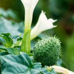Flower-Jimson_weed