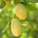 Flower-Jojoba