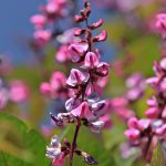 Flower-Judas_Tree