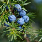 Flower-Juniper