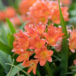 Flower-Kaffir_Lily