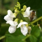 Flower-Kidney_Bean